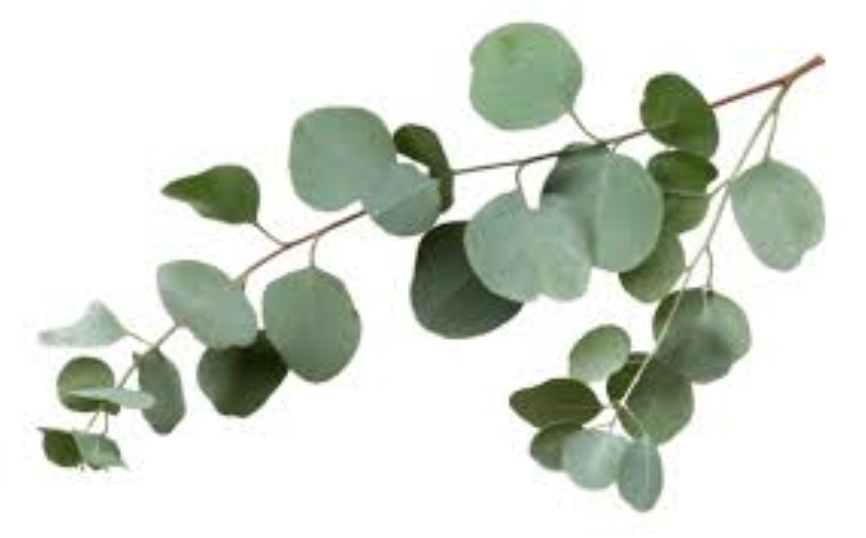 DOCILE EUCALYPTUS 100G